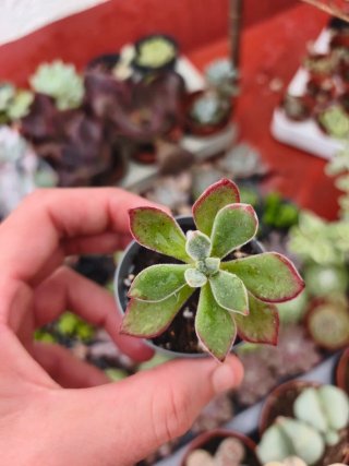 Echeveria pulvinata devotion 5.5cm