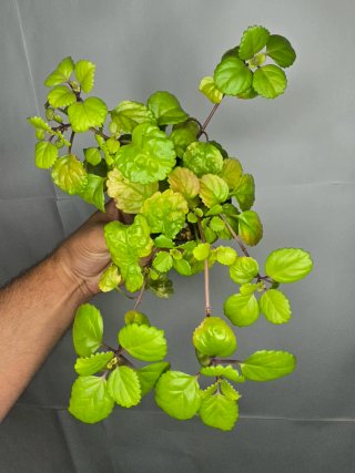 Planta del Dinero