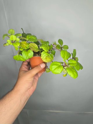 Planta del Dinero