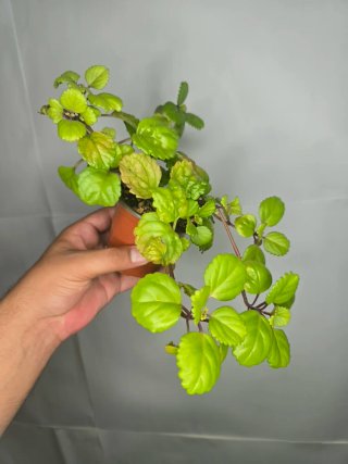 Planta del Dinero