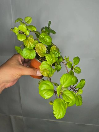 Planta del Dinero