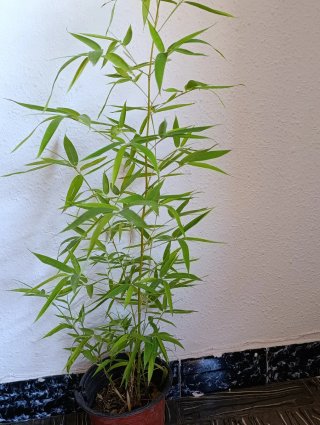 Planta de Bambú en Maceta