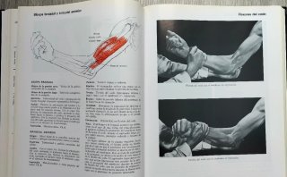 Músculos pruebas y funciones