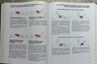 Músculos pruebas y funciones