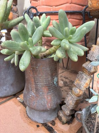 Suculenta Pachyphytum o Sedum