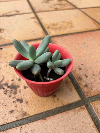 Suculenta Pachyphytum o Sedum