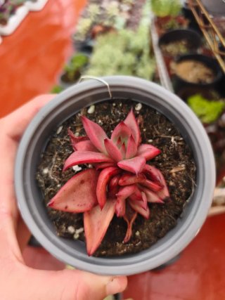 Echeveria agaboides 10.5cn