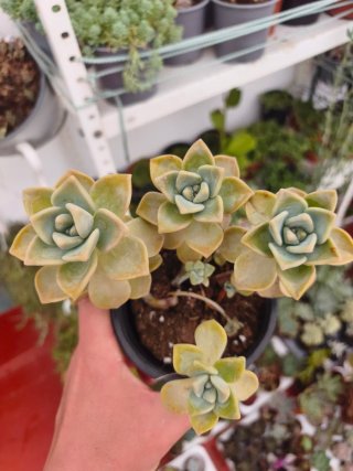 Graptoveria victor kane 10.5cm
