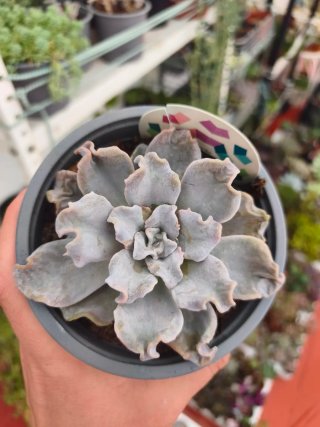 Echeveria crispate beauty 12cm