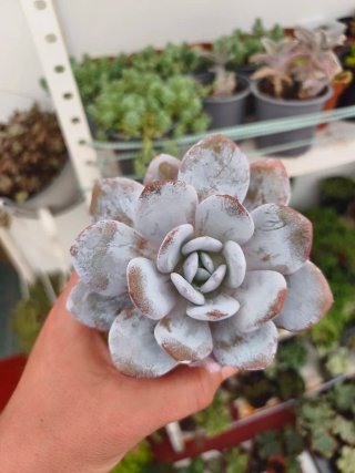 Echeveria laui 8.5cm