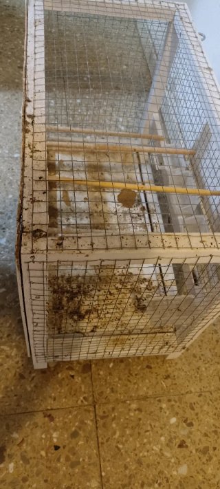 Jaula para pájaros blanca