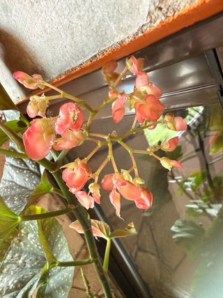 Begonia Grande XXL