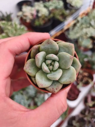 Echeveria Magic Diamond 🇰🇷 5.5cm