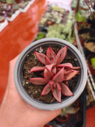 Echeveria agaboides 10.5cm
