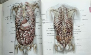 Atlas de Anatomía, Grant