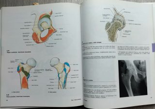 Atlas de Anatomía, Grant