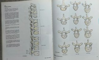 Atlas de Anatomía, Grant