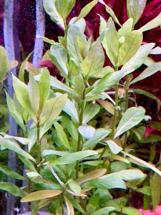 Lote de 8 plantas de acuario variadas y coloridas