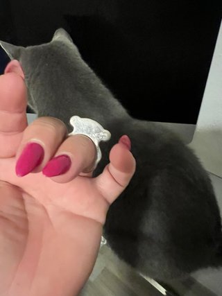 Anillo Tous Plata