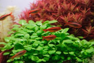 Lote de 15 plantas de acuario variadas y coloridas