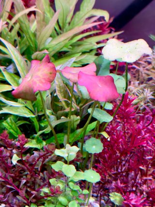 Lote de 15 plantas de acuario variadas y coloridas