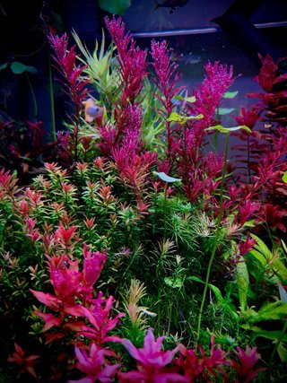Lote de 15 plantas de acuario variadas y coloridas