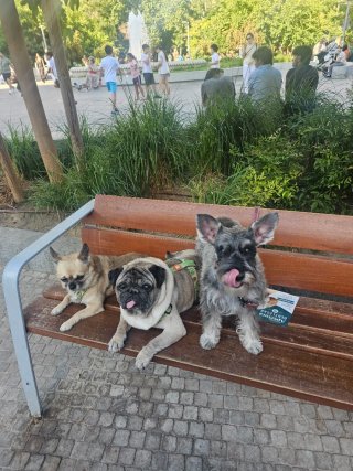 Paseadora de perros