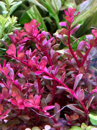 Lote de 5 plantas acuario variadas y coloridas