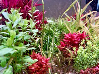 Lote de 5 plantas acuario variadas y coloridas