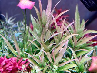 Lote de 5 plantas acuario variadas y coloridas