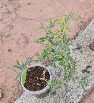 Planta de lavanda en maceta