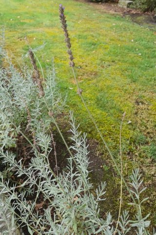 Planta de lavanda en maceta