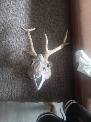 Máscara Wendigo Ciervo Halloween