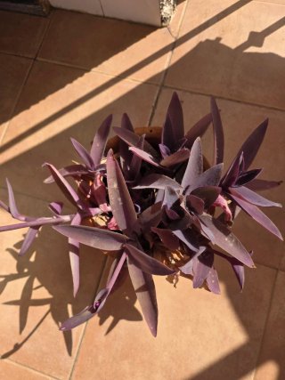 Lote de plantas para Mehdi