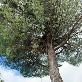 PODA Y TALA DE ÁRBOLES, PINOS Y PALMERAS