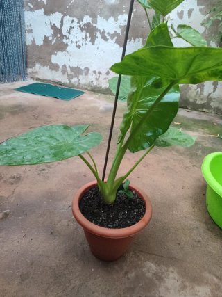 Planta de jardín preciosa