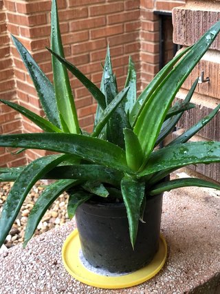 Planta de Aloe Vera en maceta