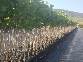 Planta de Pistacho