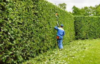 Servicio de jardinería y poda de palmeras