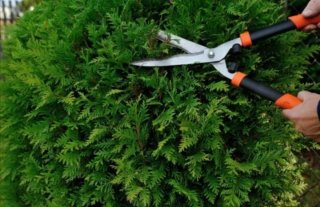 Servicio de jardinería y poda de palmeras
