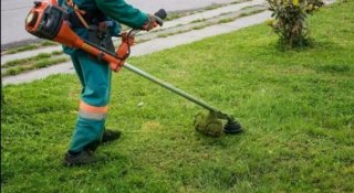 Servicio de jardinería y poda de palmeras