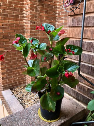 Planta Begonia