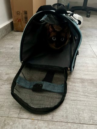 Transportín de tela para mascotas