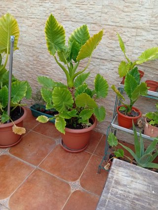 Plantas Alocasia