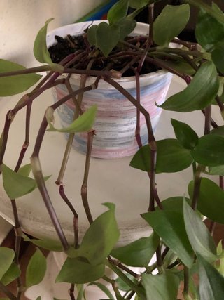 Planta colgante natural