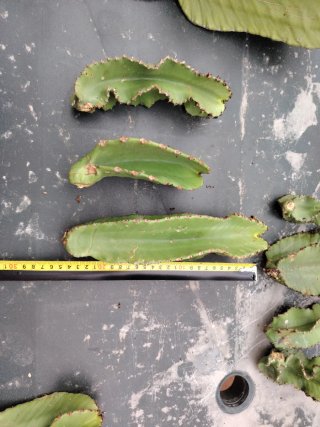3 esquejes Euphorbia Ingens