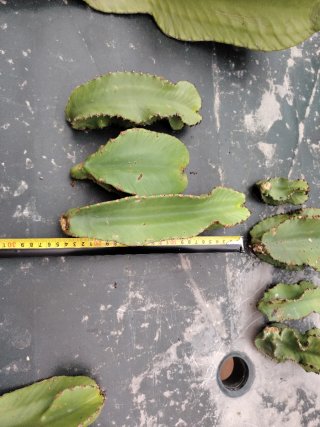 3 esquejes Euphorbia Ingens