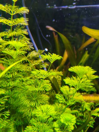 Plantas naturales para acuario