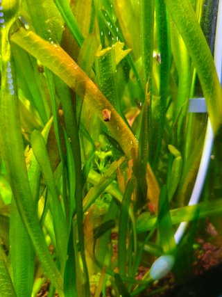 Plantas naturales para acuario