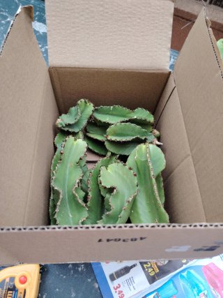 10 esquejes Euphorbia Ingens